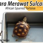 cara memelihara sulcata tortoise terbaru