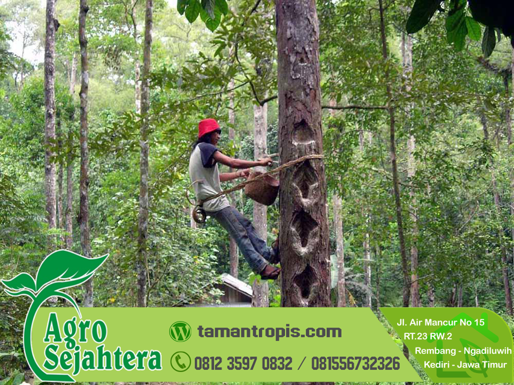 damar mongabay getah hutan lampung pohon kucing melestarikan taufik berusia sebuah dipanen puluhan wijaya masih sejahtera