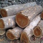 jual kayu jati belanda di tegal terbaru