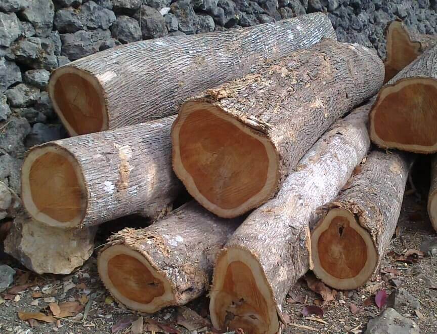 bagaimana sifat kayu mahoni