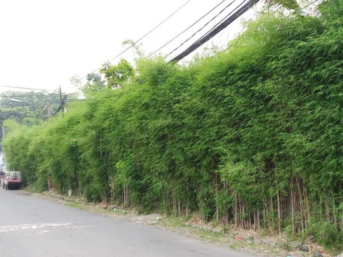 pagar dari bambu untuk taman terbaru