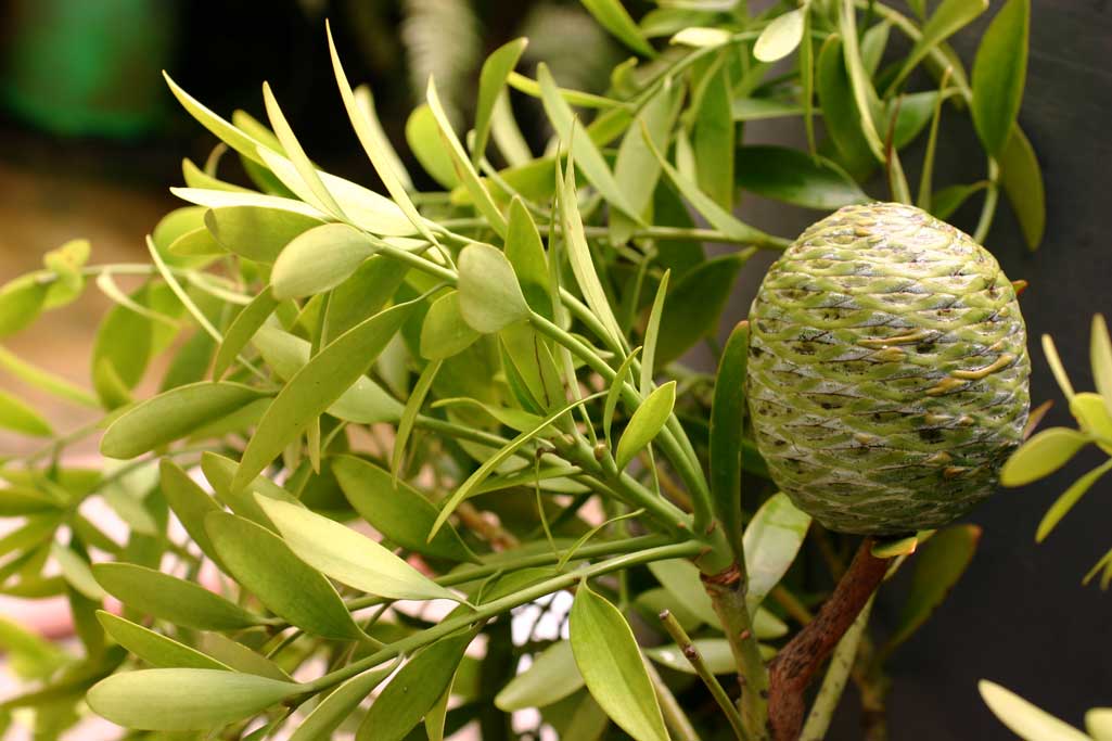 manfaat pohon damar terbaru