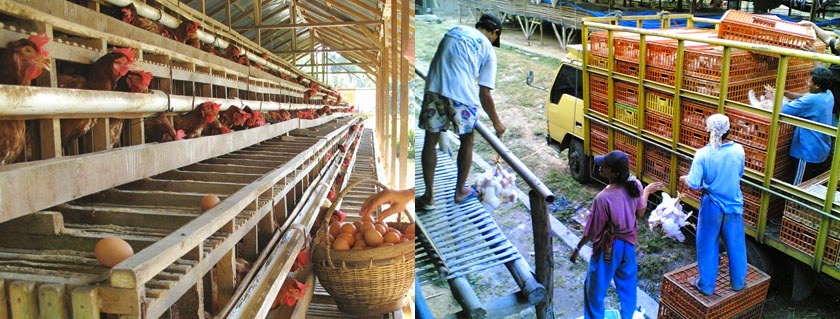 ayam harga broiler peternak langsung cek bibit gdmagri