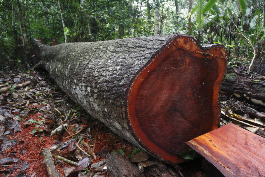 kelemahan kayu mahoni terbaru