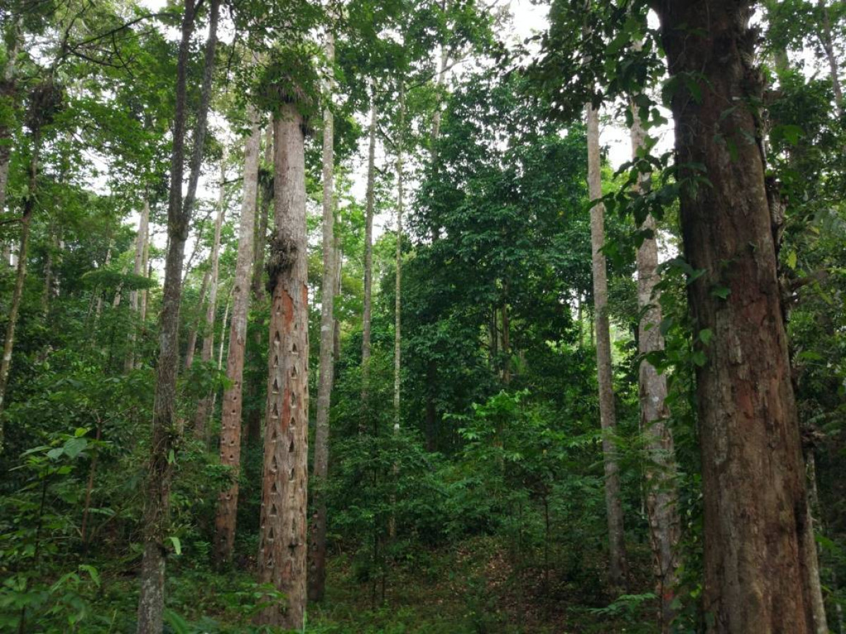 pohon damar terbaru